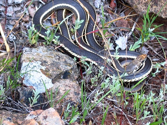 photograph of a ringneck snake; click for larger photo