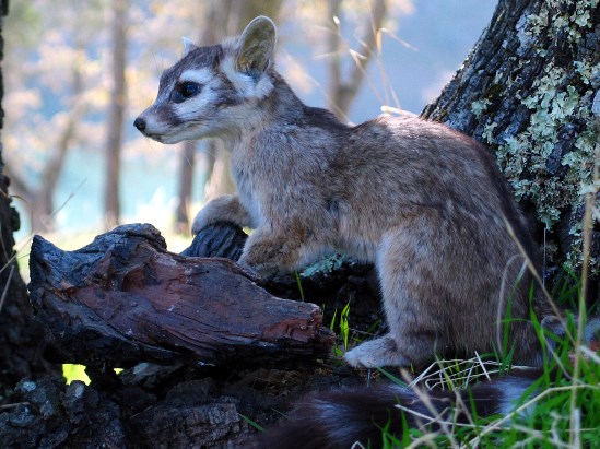 photograph of a ringtail; click for larger photo