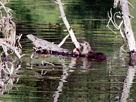 photograph of a river otter; click for larger photo