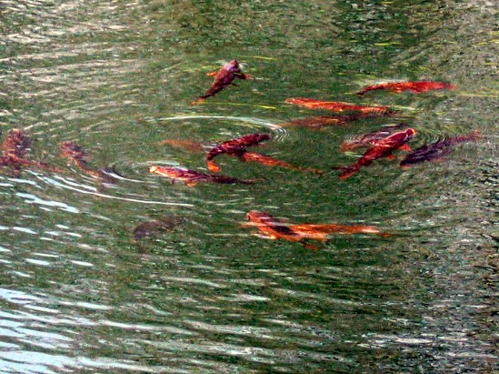 photograph of schooling carp; click for larger photo