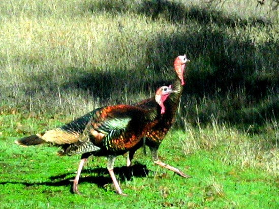 photograph of turkey gobblers; click for larger photo