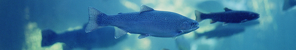 static image of fish