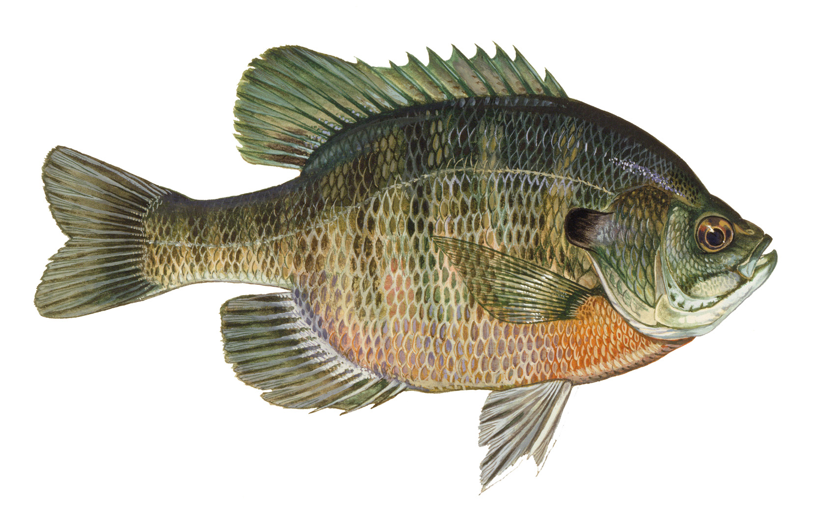 Types Of Bass Fish Chart