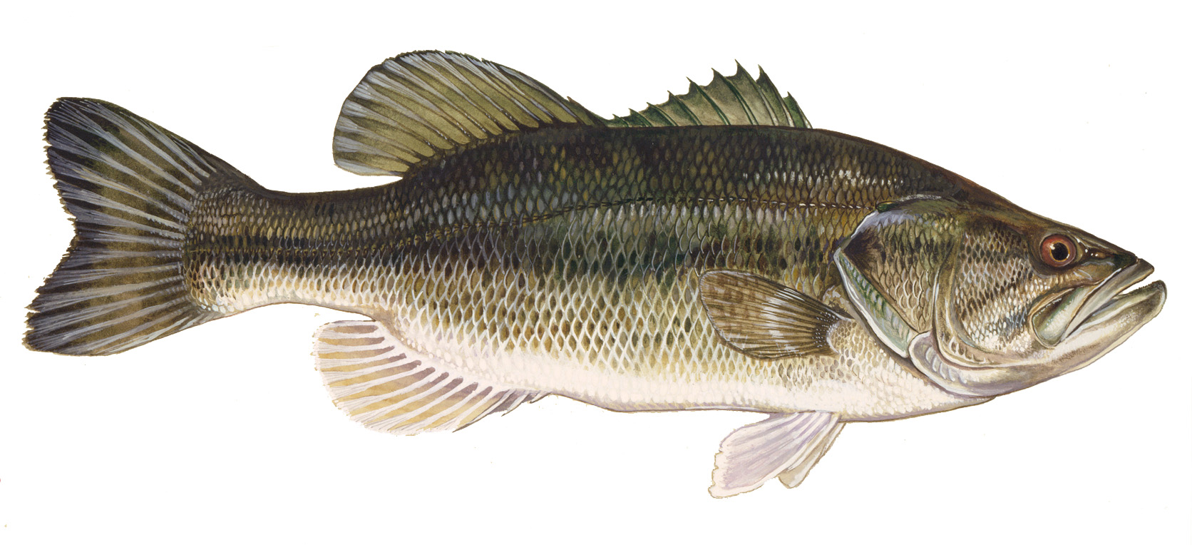 Types Of Bass Fish Chart