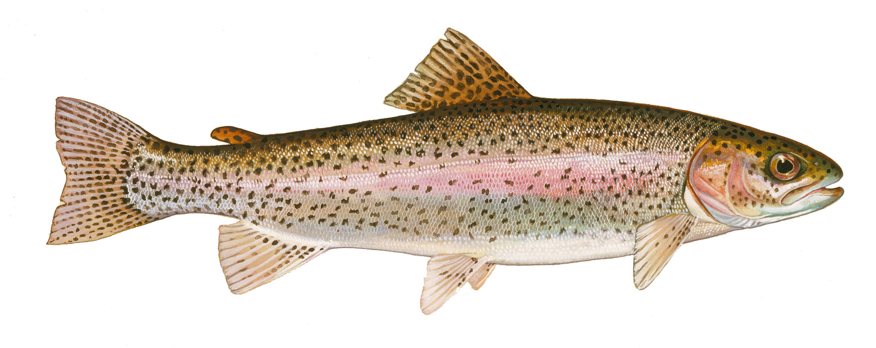 interactive image: photo of rainbow trout; click for larger photo