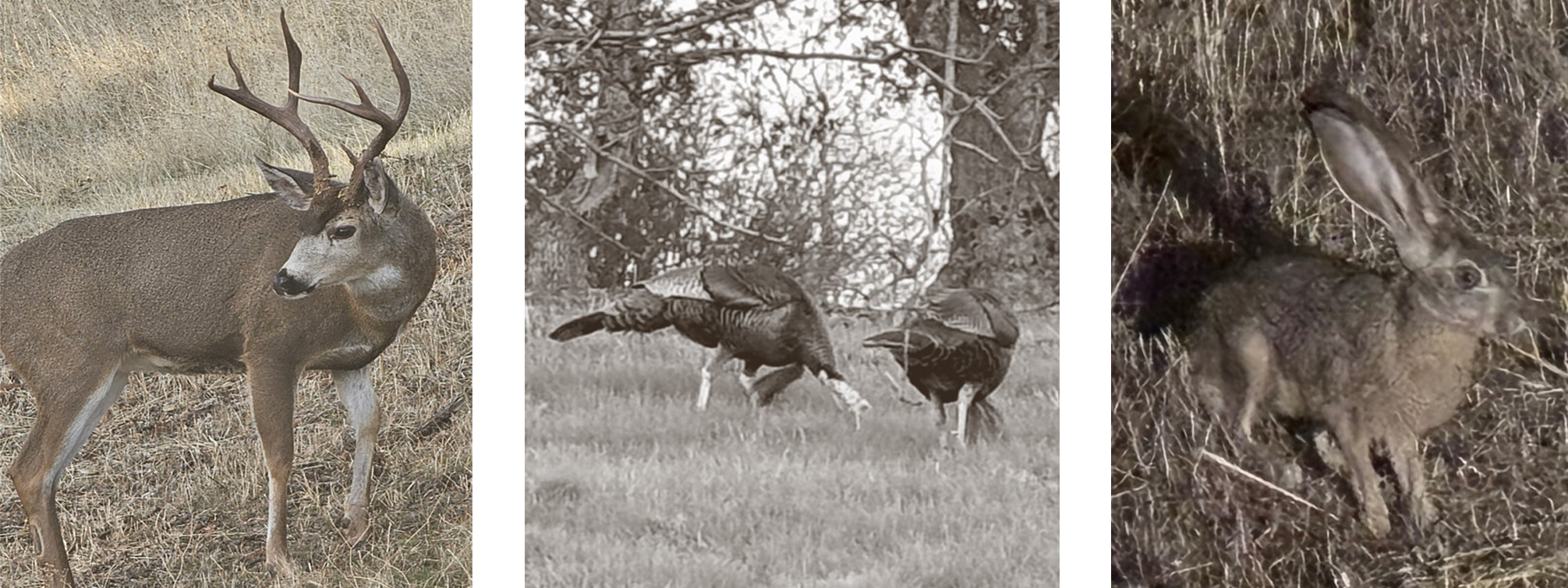 New Melones Lake deer, turkey and rabbit