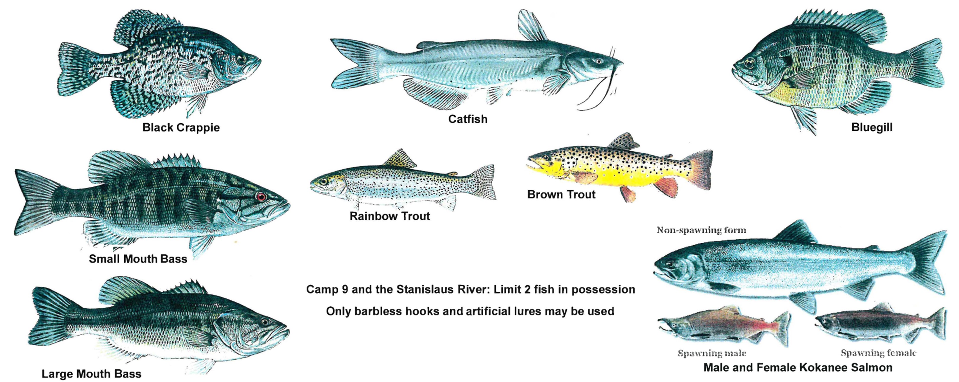 New Melones Lake Fish