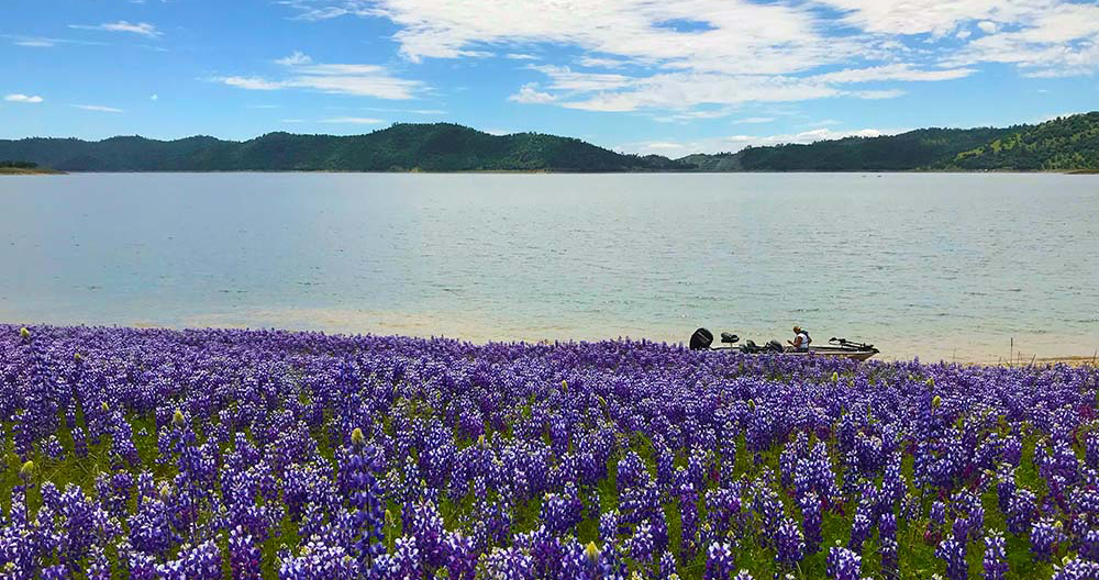 New Melones Lake