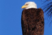 interactive image of bald eagle - click for larger image