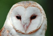 interactive image of barn owl - click for larger image