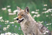 interactive image of Coyote - click for l Hspace=