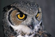 interactive image of great horned owl - click for larger image