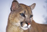 interactive image of Mountain Lion - click for larger image