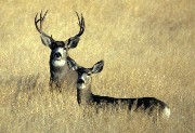 interactive image of Mule Deer - click for larger image