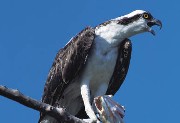 interactive image of Osprey - click for larger image