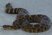 interactive image of Western Pacific Rattlesnake - click for larger image