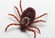 interactive image of Tick - click for larger image