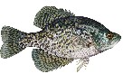 interactive image:  black crappie; click for larger image