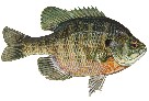 interactive image:  photo of bluegill; click for larger photo