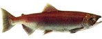 interactive image:  photo of female kokanee; click for larger photo