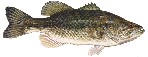 interactive image:  photo of largemouth bass; click for larger photo