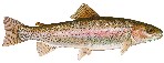 interactive image:  photo of rainbow trout; click for larger photo