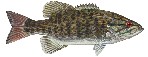 interactive image:  photo of smallmouth bass; click for larger photo