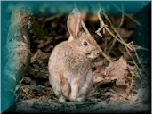 non interactive image of a Riparian Brush Rabbit