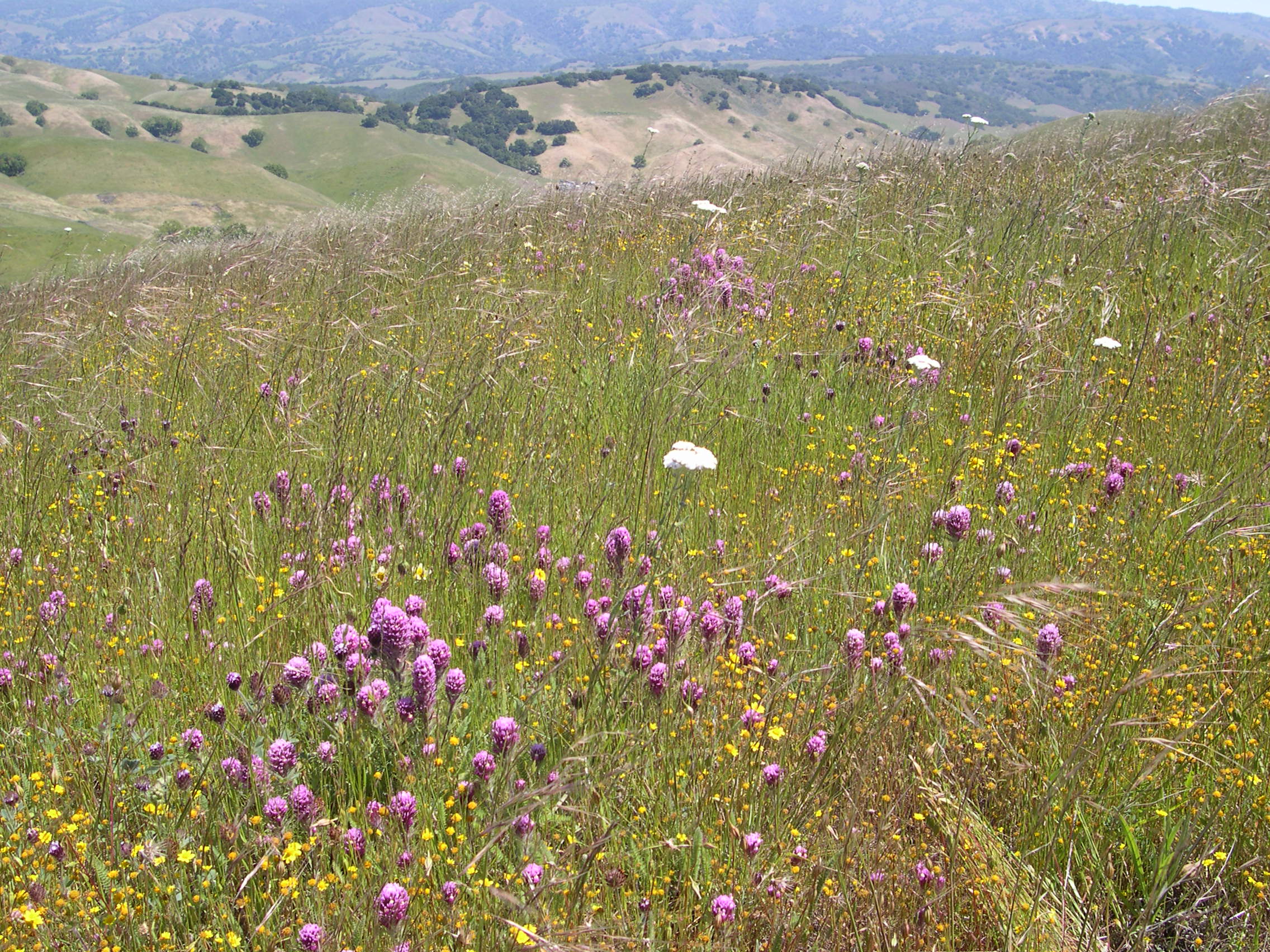 Serpentine grassland habitat, Coyote Ridge, Santa Clara County