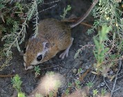 Kangaroo rat