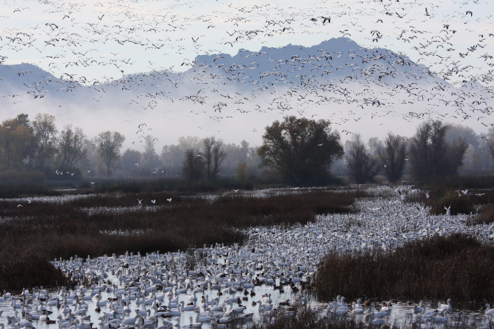 Waterfowl at Gray Lodge Wildlife Area (CDFW photo by Lori Dieter)