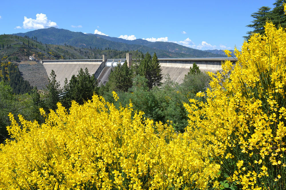 Shasta Dam aerial photograph Shasta Dam scotch broom