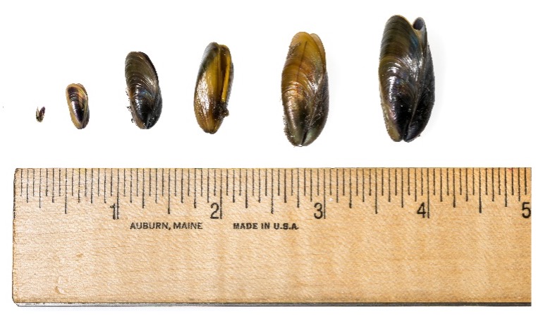 ruler measuring golden mussels