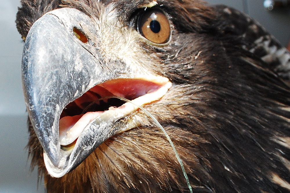 Young bald eagle grounded by a swallowed fish hook discovered at Reclamation’s New Melones Reservoir. (Photo by Elissa Wall)
