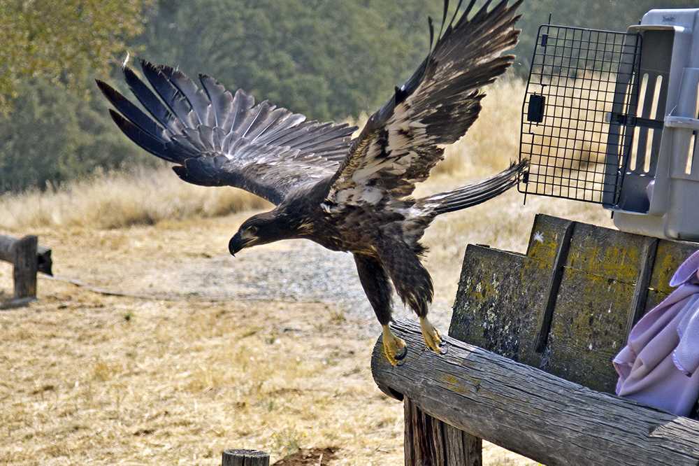 Rescued bald eagle released at New Melones Reservoir Aug. 25, 2018 (Photo by Pat Sanders)