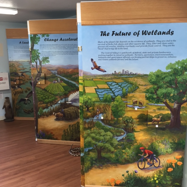 The new Wild About Wetlands exhibit at Lake Berryessa's Dufer Point Visitor Center