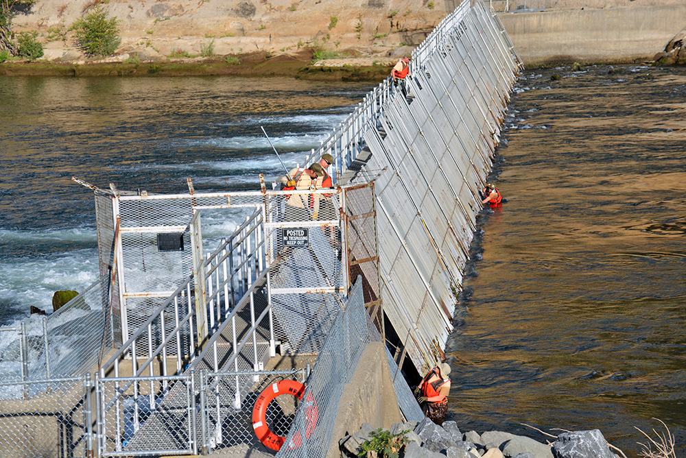 Fish weir assembly at Nimbus Fish Hatchery in Gold River, California, just downstream of Nimbus Dam. (Photo by Winetta Owens)