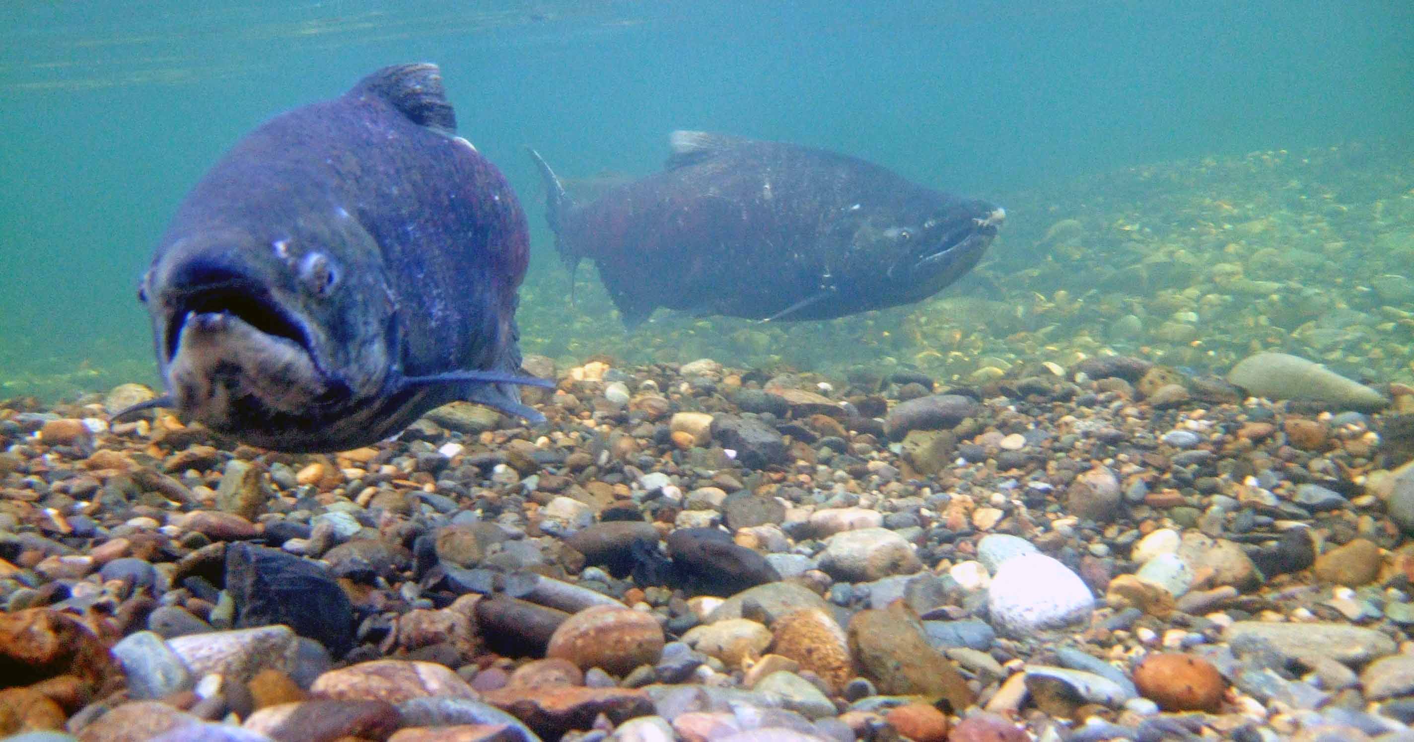 Chinook salmon swim above spawning habitat - Photo by John Hannon