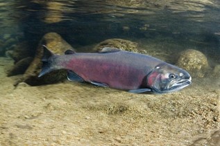 Coho salmon (Oncorhynchus kisutch) photo courtesy of National Oceanic and Atmospheric Administration.