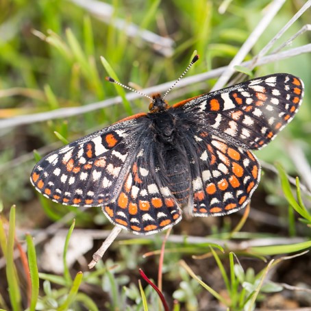 Bay checkerspot butterfly