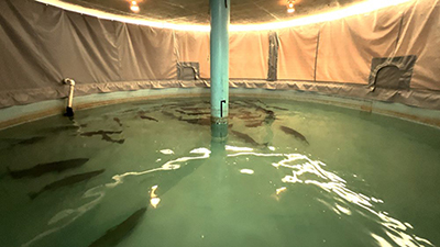 Winter-run Chinook salmon at LSNFH.