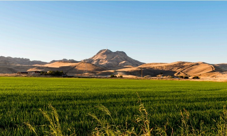 View of rice fields with foothills rising in the distance