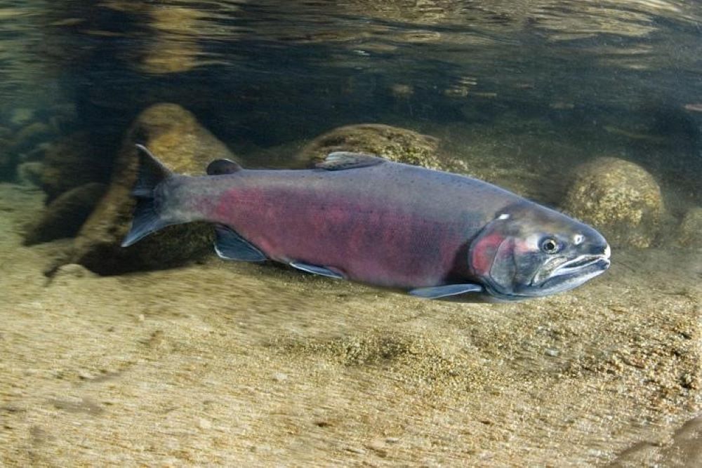 Coho salmon, photo courtesy of National Oceanic and Atmospheric Administration