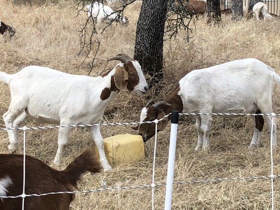 Grazing goats reducing vegetation in Auburn shaded fuel break