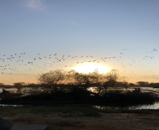 Gray Lodge Wildlife Area in Butte County 