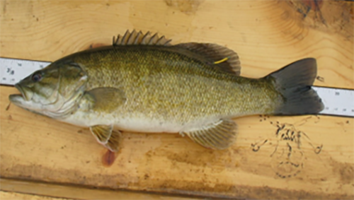 Photo of Smallmouth Bass caught downstream of Glen Canyon Dam