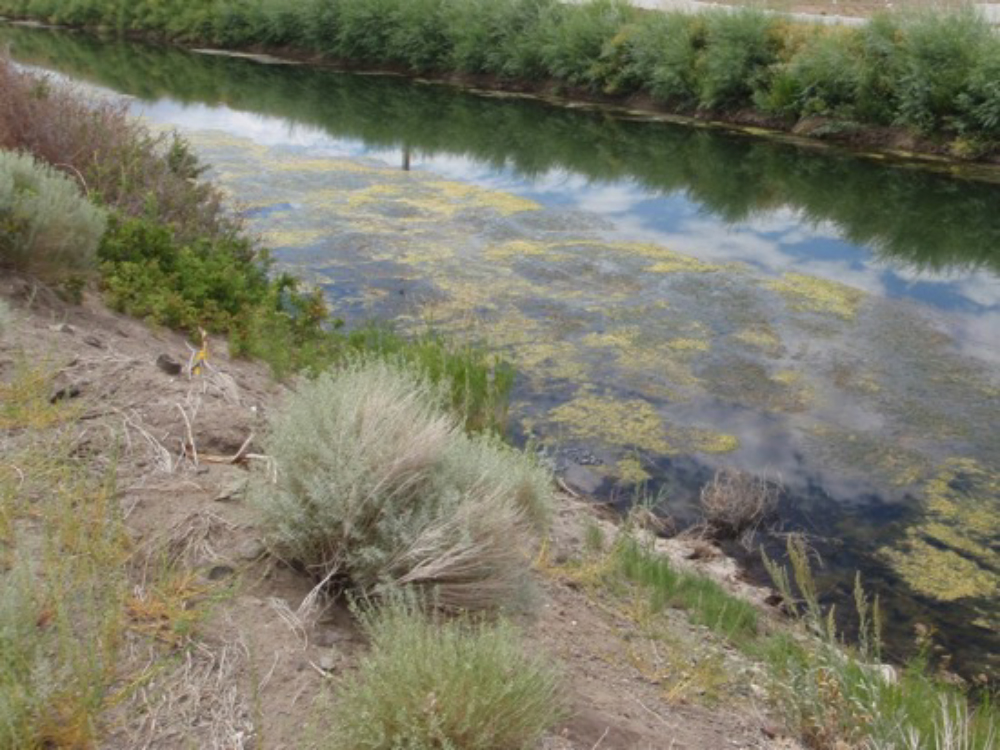Canals have vegetation that grow and need management to minimize impacts.