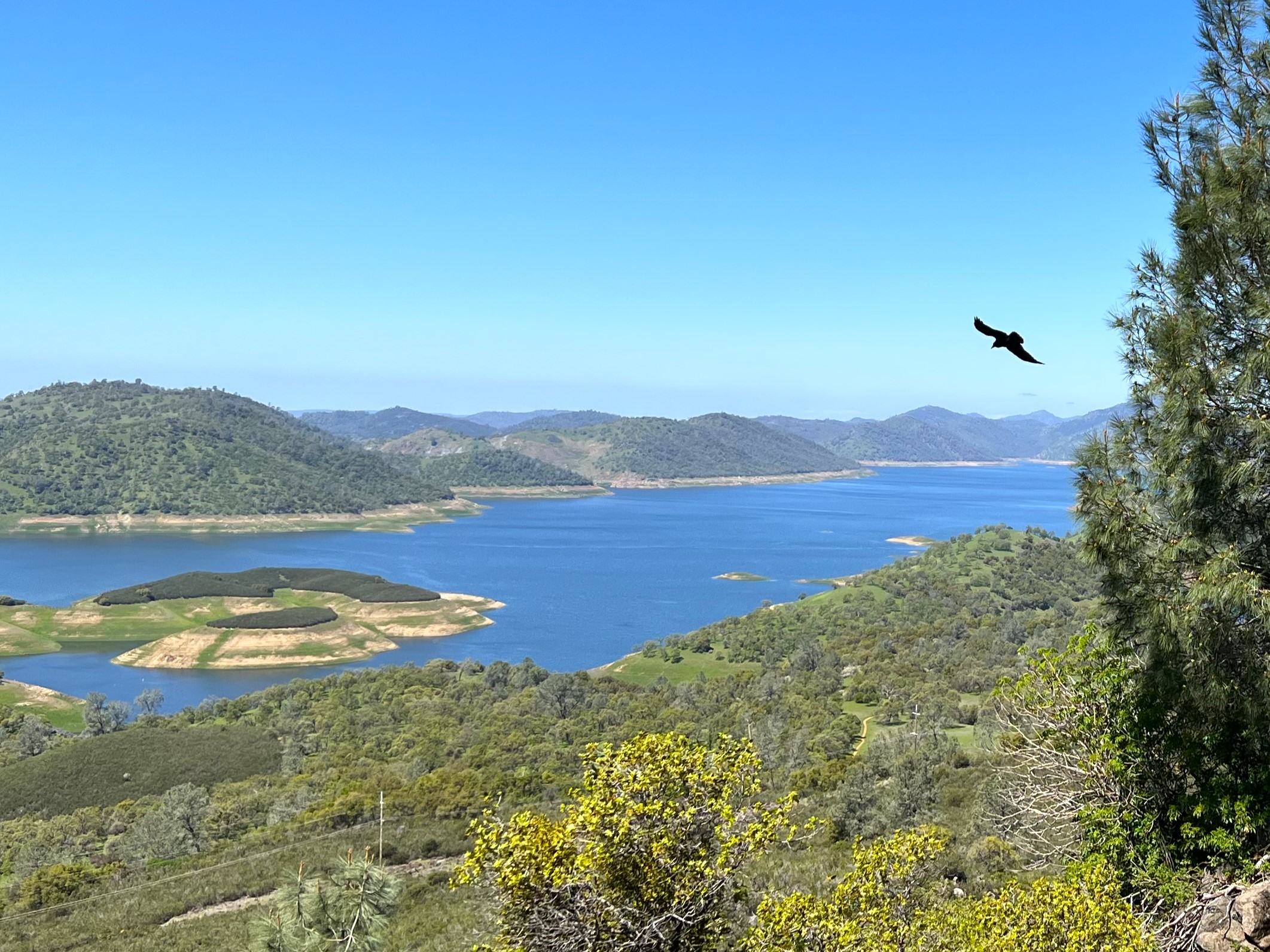 A view looking down on new melones with a bird soaring above.