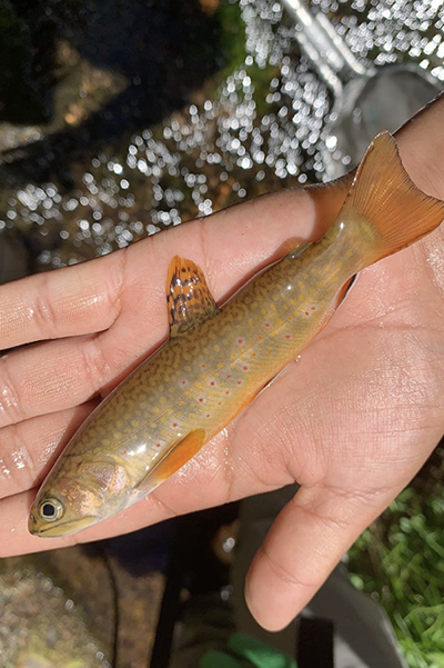 An Myy brook trout is examined before being released into the West Fork Black River in 2023. 📸courtesy of USFWS  