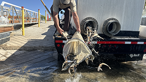 U.S. Fish and Wildlife Service employee Ty Terry releases endangered bonytails into Laughlin Lagoon after they made an 11-hour trip from New Mexico.